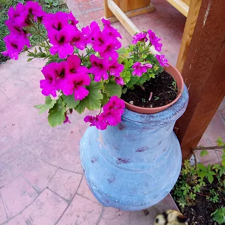 Апартаменты Terrace Under The Stars